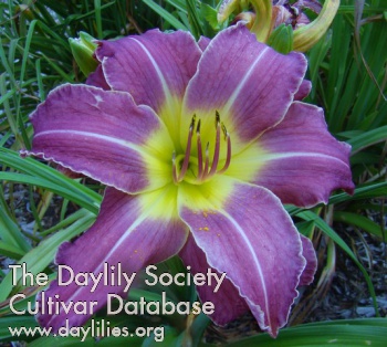 Daylily Paddy's Place